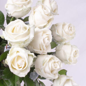 10 witte waxrozen