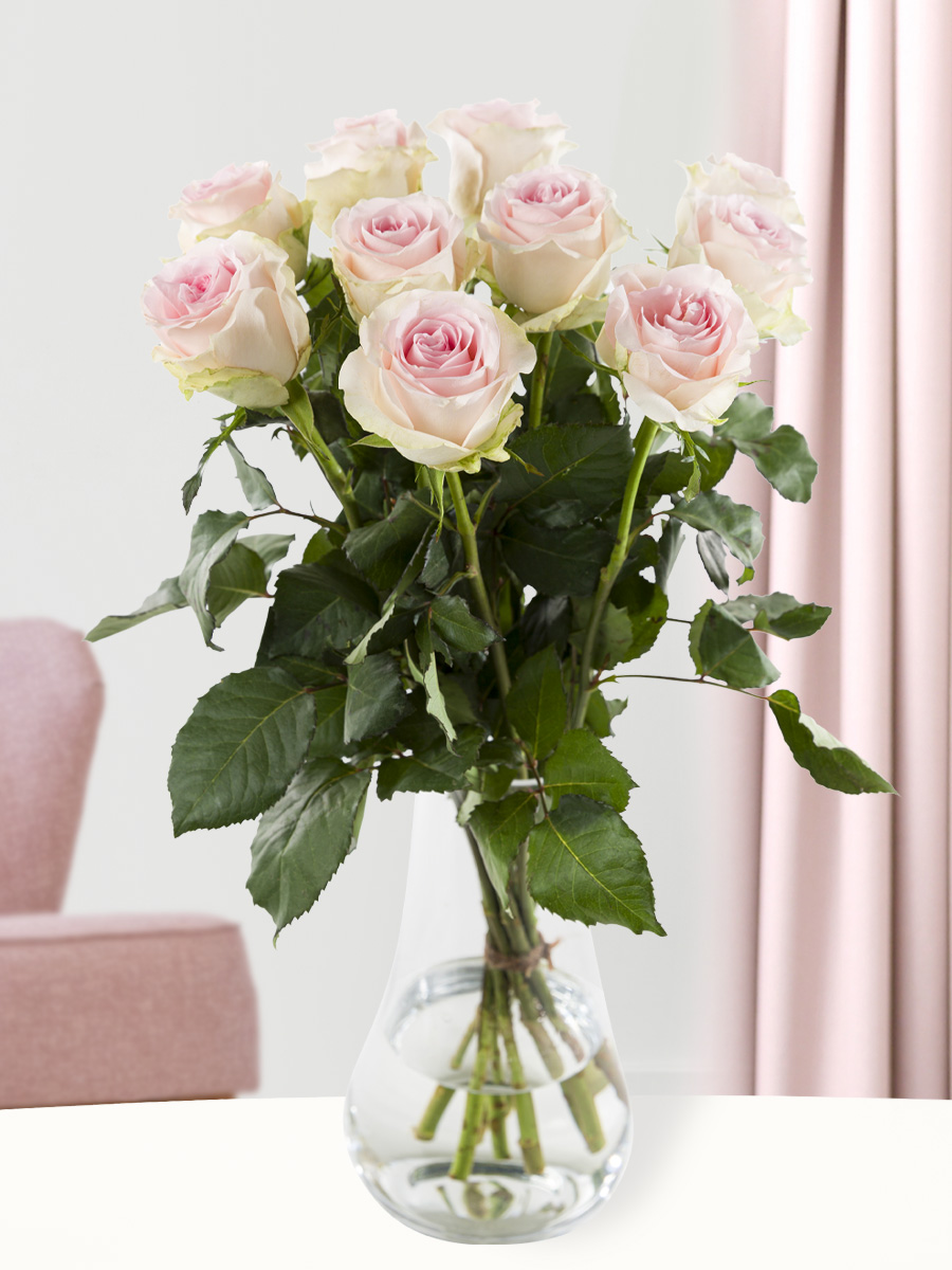 10 zachtroze rozen - XL rozen - Sweet Revival