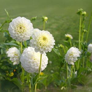 Dahliaknollen - Set van 3 - Dahlia'Boom Boom White'- Wit