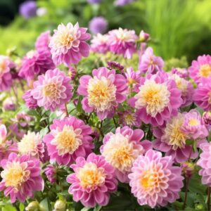 Dahliaknollen - Set van 3 - Dahlia'Take Off'- Roze