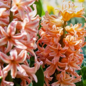 Bloembollenset - Set van 25 - Narcissus, Tulipa, Hyacinthus - Bloembollen