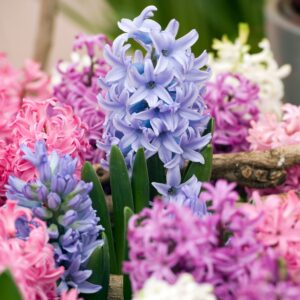 Hyacinthen - Set van 10 - Hyacinthus - Bloembollen