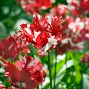 Tulpenbollen - Set van 14 - Tulipa'Estella Rijnveld'- Bloembollen - Rood