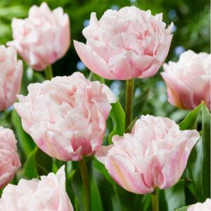 Tulpenbollen - Set van 25 - Tulipa'Dreamer'- Bloembollen - Roze