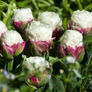 Tulpenbollen - Set van 10 - Tulipa'Ice Cream'- Bloembollen - Paars