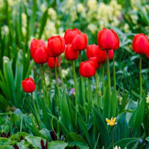 Tulpenbollen - Set van 14 - Tulipa'Red Impression'- Bloembollen - Rood