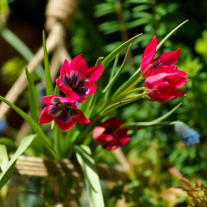 Tulpenbollen - Set van 40 - Tulipa'Little Beauty'- Bloembollen - Rood