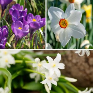 Shade Garden Box - 50 bloembollen voor schaduw&halfschaduw