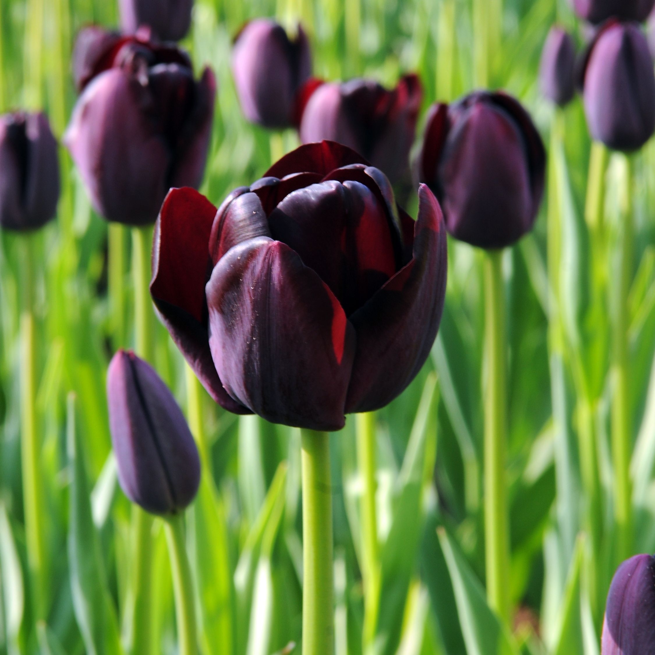Tulpenbollen - Set van 20 - Tulipa'Queen of Night'- Bloembollen - Paars