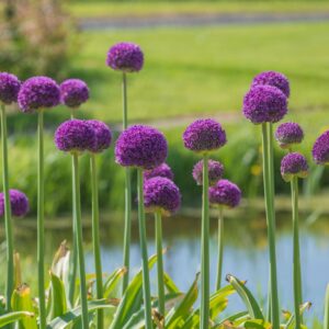 Alliumbollen - Set van 6 - Allium'Ambassador'- Bloembollen - Paars