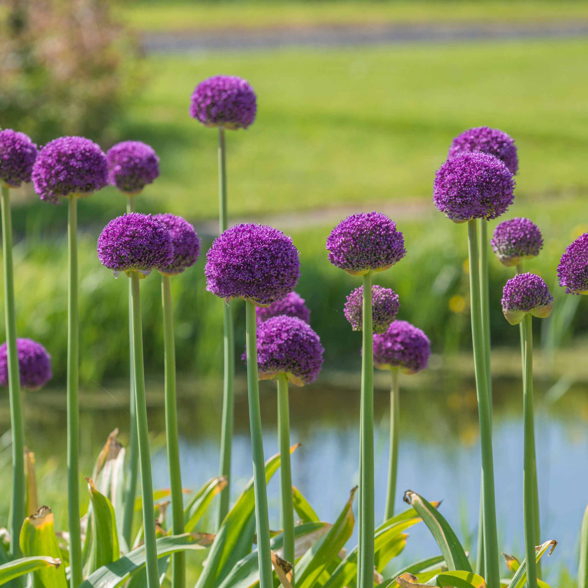 Alliumbollen - Set van 6 - Allium'Ambassador'- Bloembollen - Paars