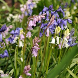 Hyacint - Set van 40 - Hyacinthoides Hispanica - Bloembollen
