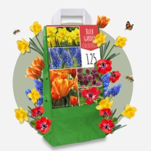 Kleurrijke bloembollen - Set van 125 - Tulipa, Anem. Narcis. Allium, Muscari