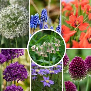 Blije Bij&Vlinder - Set van 120 - Bloembollen