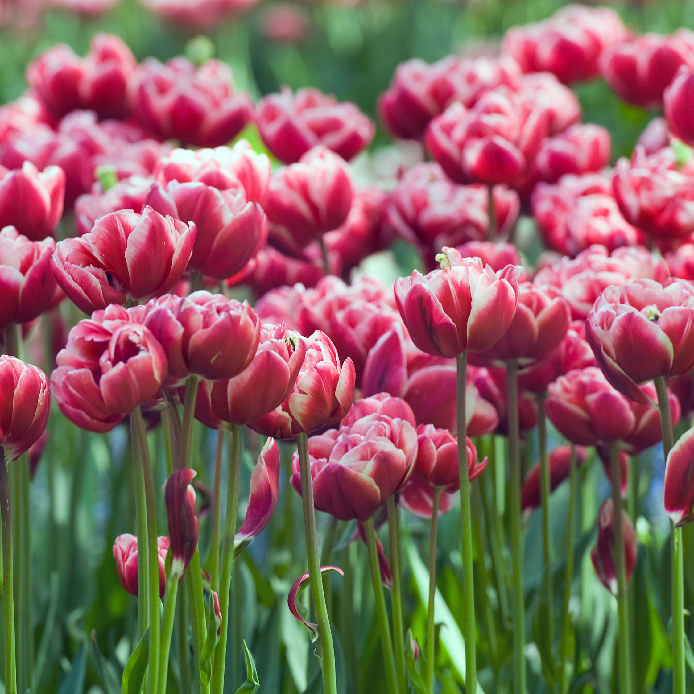 Tulpenbollen - Set van 15 - Tulipa'Drumline'- Bloembollen - Roze