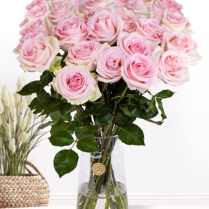 30 zachtroze rozen - XL rozen - Sweet Revival