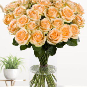 30 zalmkleurige rozen - XL rozen - Avalanche Peach