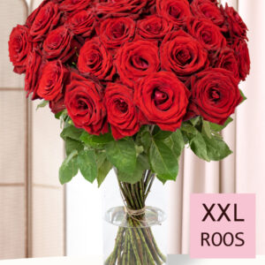 40 rode rozen - XXL rozen - Red Bentley