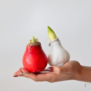 Amaryllis - Hippeastrum'Wax Mix Red White'- Bloembol - Rood