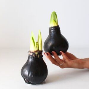 Amaryllis - hippeastrum'Wax Black'- Bloembol - Rood