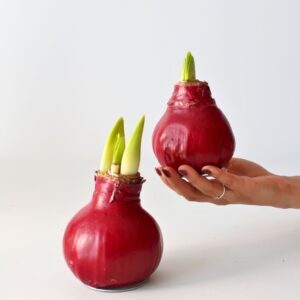 Amaryllis - Hippeastrum'Wax Bordeaux'- Bloembol - Rood