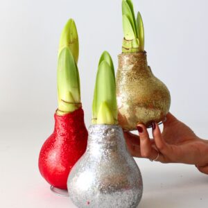 Amaryllis - Hippeastrum'Glitter Gold'- Bloembol - Rood