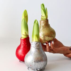 Amaryllis - Hippeastrum'Glitter Silver'- Bloembol - Rood