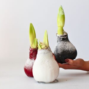 Amaryllis - Hippeastrum'Wax Snow White'- Bloembol - Rood