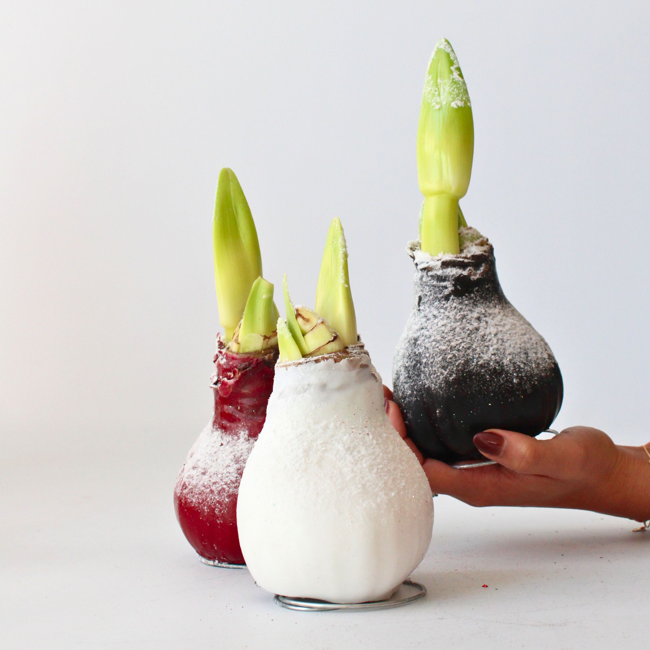 Amaryllis - Hippeastrum'Wax Snow Red'- Bloembol - Rood