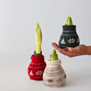 Amaryllis - Set van 3 - Hippeastrum'Christmas Sweater'- Bloembol - Rood