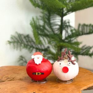 Amaryllis - Hippeastrum'Wax special Santa Reindeer'