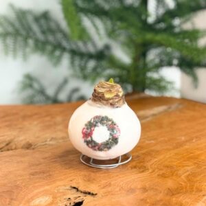 Amaryllis - Hippeastrum'Porcelain Wax Wreat'