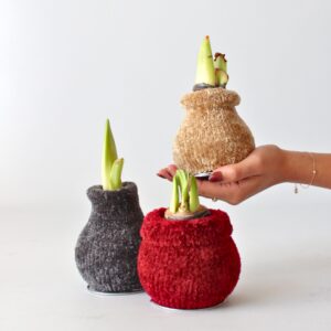 Amaryllis - Hippeastrum'Cozy Teddy Gold'- Bloembol - Rood