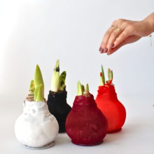 Amaryllis - Hippeastrum'Velvet Bordeaux'- Bloembol - Rood