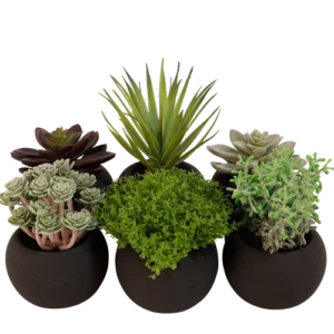 Assortiment Kunst vetplanten