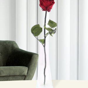 Enkele bordeaux rode long life roos inclusief vaasje