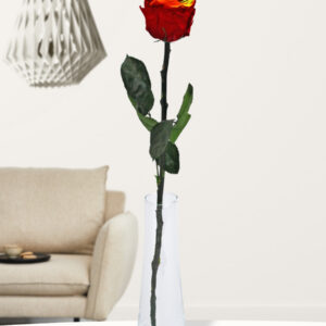 Enkele regenboog long life roos inclusief vaasje