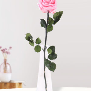 Enkele zachtroze long life roos inclusief vaasje