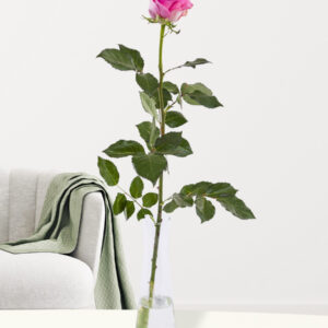 Enkele roze roos inclusief vaasje - Revival
