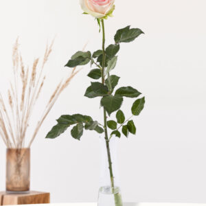 Enkele roze roos inclusief vaasje - Sweet Revival