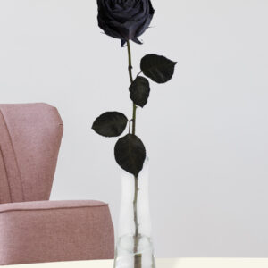 Enkele zwarte roos, inclusief vaasje