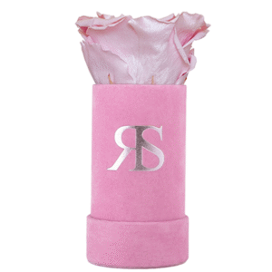 Flowerbox longlife Ivy Sweet and unique