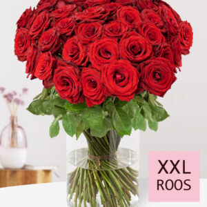 Rode rozen - XXL rozen 70 cm - 20 t/m 99 rozen - Red Bentley