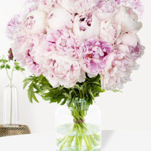 Zachtroze pioenrozen - Kies je aantal (Sarah Bernhardt) - 10 t/m 99 rozen