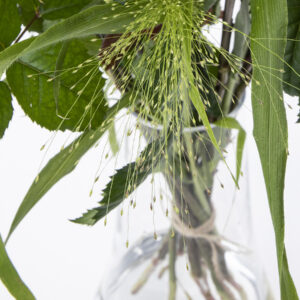 Voeg panicum toe aan je boeket