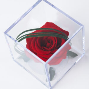 Rode eeuwige roos in acrylbox | Long life roos
