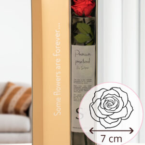 Rode premium long life roos in geschenkdoos | 50 cm