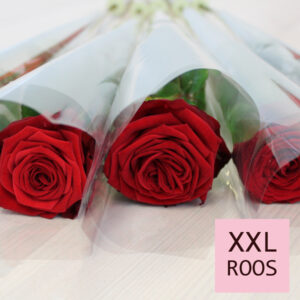 Rode rozen per stuk verpakt - Red Naomi - 10 t/m 99 stuks