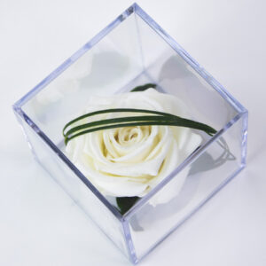 Witte eeuwige roos in acrylbox | Long life roos
