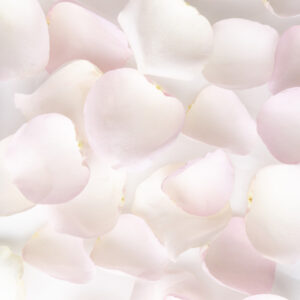 Zachtroze rozenblaadjes - Sweet Revival